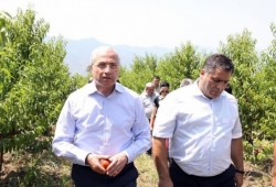 24 Ha of Peach, Nectarine, Sweet Cherry, Walnut and Plum Orchards is Planted in Tavush Marz   